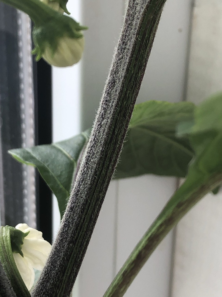 1 апреля 2024 г