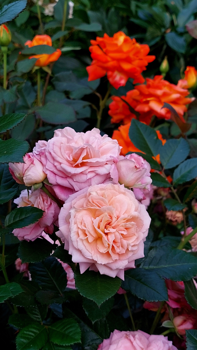 Амаретто. Флорибунда