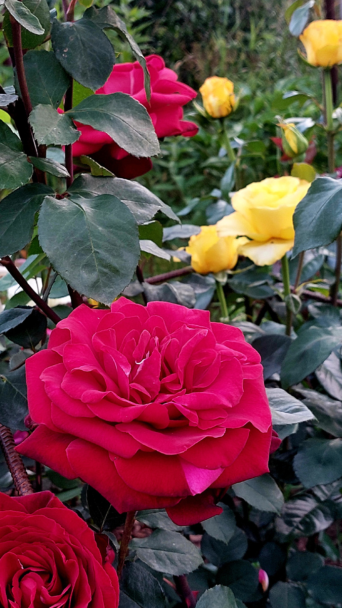 Эдит Пиаф. Ч/г роза