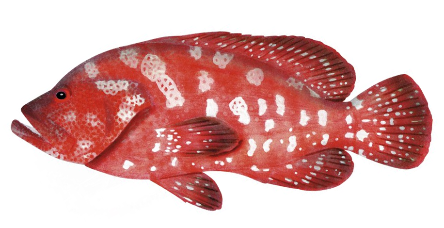Cephalopholis sonnerati