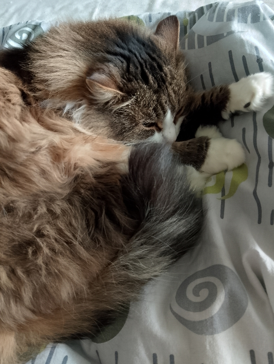 Моя любимица довольная, что мамка дома. Фото автора 