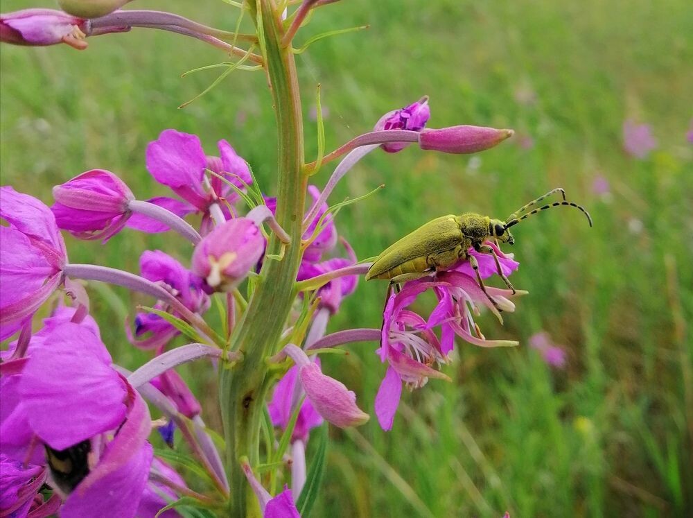 Кипрей узколистный (Epilóbium angustifolium / равно действительно ботаническое наименование Chamaenérion angustifolium), а на нём Усачик зелёный (Lepturobosca virens) 🌸 Фото автора 🤳