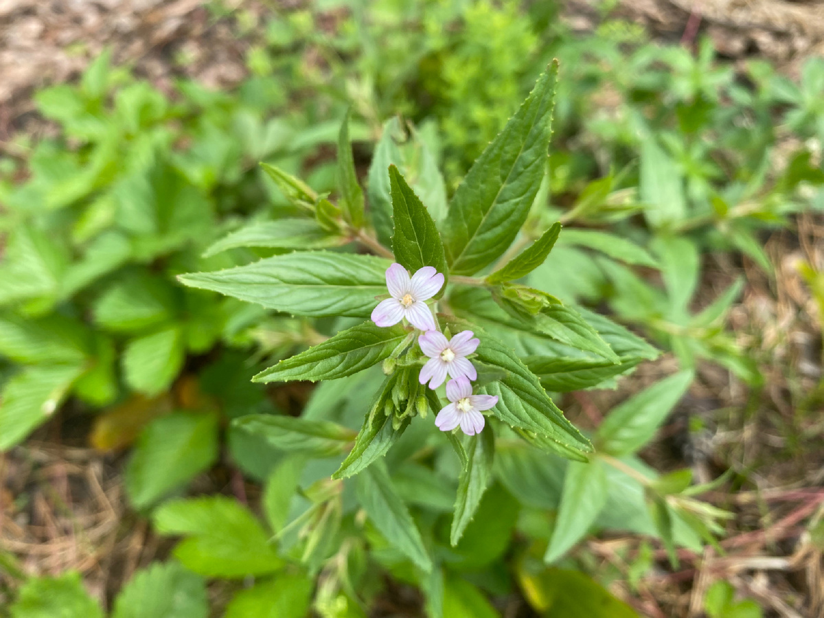 Кипрей реснитчатый (Epilobium ciliatum), фото автора 🤳