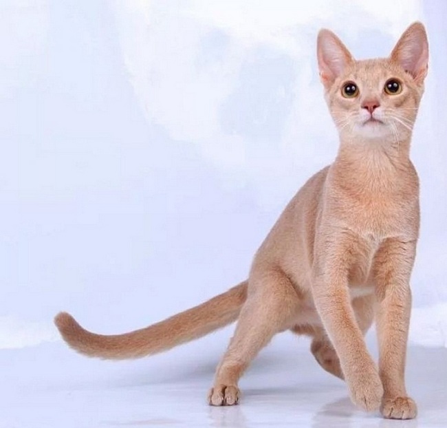 Абиссинская кошка