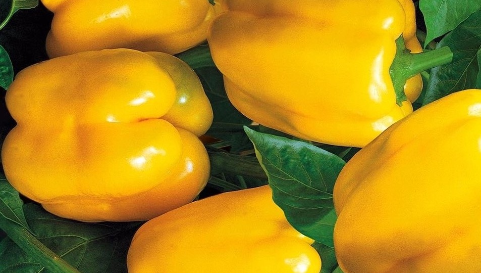 Сладкий перец для Урала и Сибири: проверенные сорта и гибриды, которые реально дают урожай