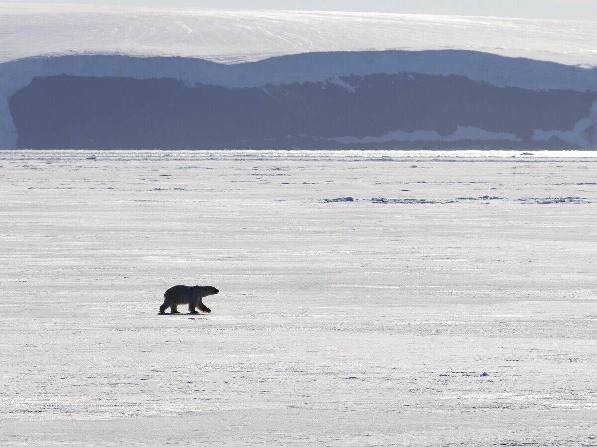    Белый медведь | © РИА Новости / Илья Тимин