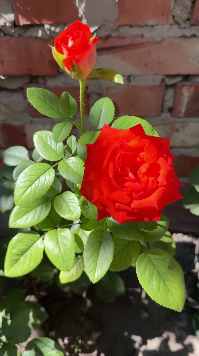 Рудбекия – канал про цветы. Наши розы. Первое цветение.