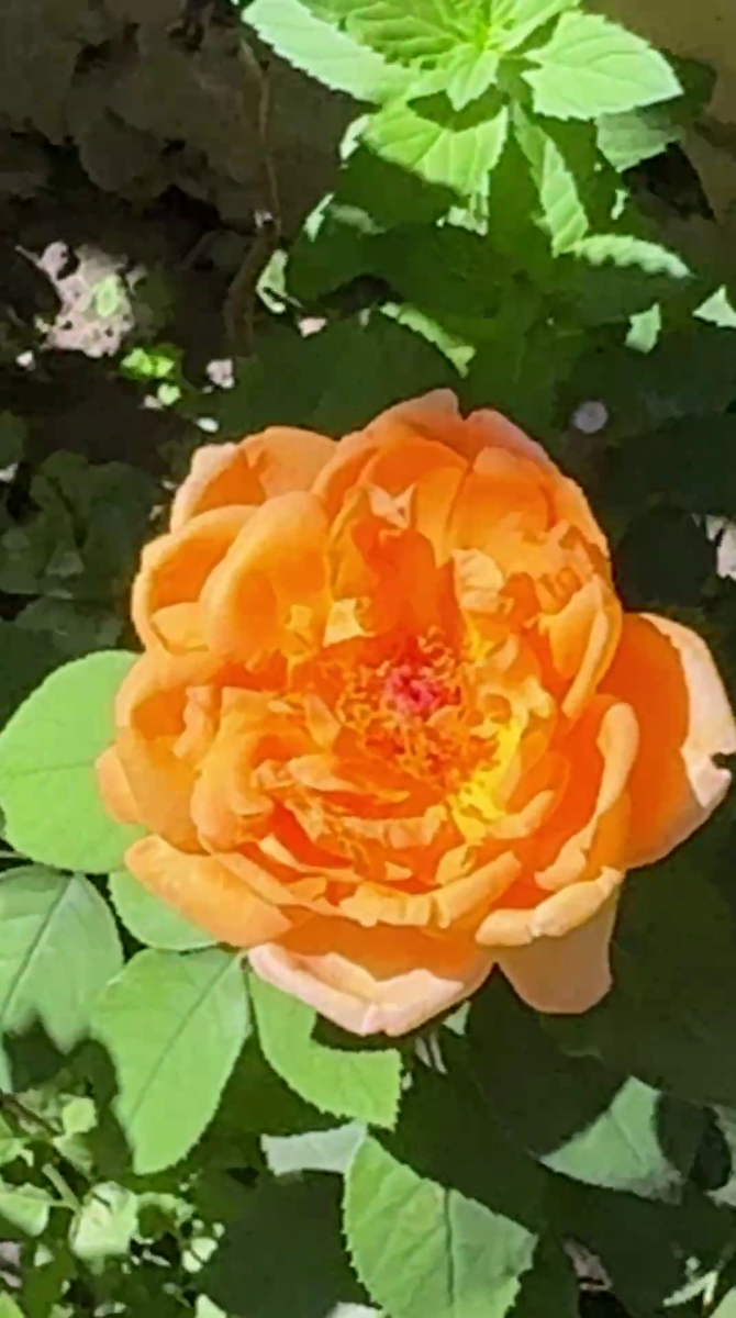 Рудбекия – канал про цветы. Наши розы. Первое цветение.