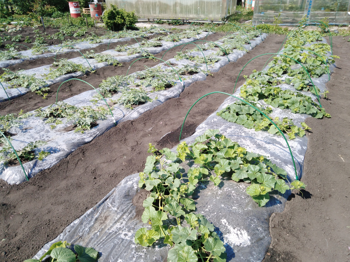 Фото автора.