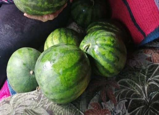 7 сортов холодостойких арбузов. Кусочек юга в Уральском огороде.🍉🍈