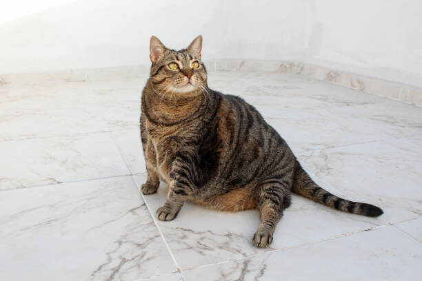 источник фото: https://media.istockphoto.com/id/1282842993/ru/%D1%84%D0%BE%D1%82%D0%BE/%D0%BC%D0%B8%D0%BB%D1%8B%D0%B9-%D1%82%D0%BE%D0%BB%D1%81%D1%82%D1%8B%D0%B9-%D0%BA%D0%BE%D1%82-%D1%82%D0%B0%D0%B1%D0%B1%D0%B8-%D0%BE%D1%82%D0%B4%D1%8B%D1%85%D0%B0%D0%B5%D1%82-%D0%BD%D0%B0-%D0%B1%D0%B0%D0%BB%D0%BA%D0%BE%D0%BD%D0%B5.jpg?s=612x612&w=0&k=20&c=AhGPhe7Z--OQD0jL7f3f0MGyeVMHkA0ZFZS-Rl2MUWM=