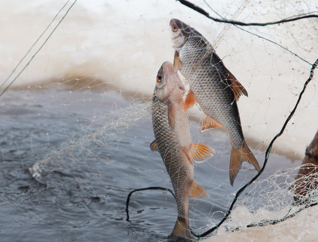 Фото из Яндекса. Спасибо автору. 