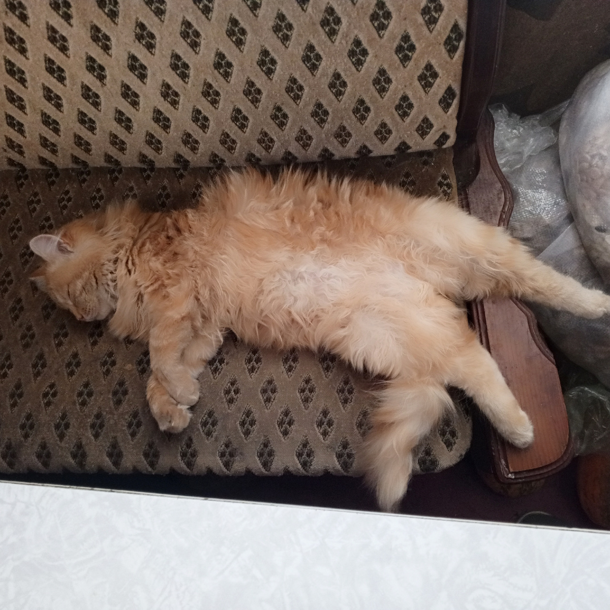 Рыжик спит после долгой прогулки