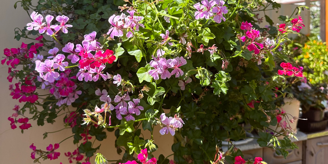 Пеларгония плющелистная - это цветок , который не требует больших трудозатрат в выращивании.