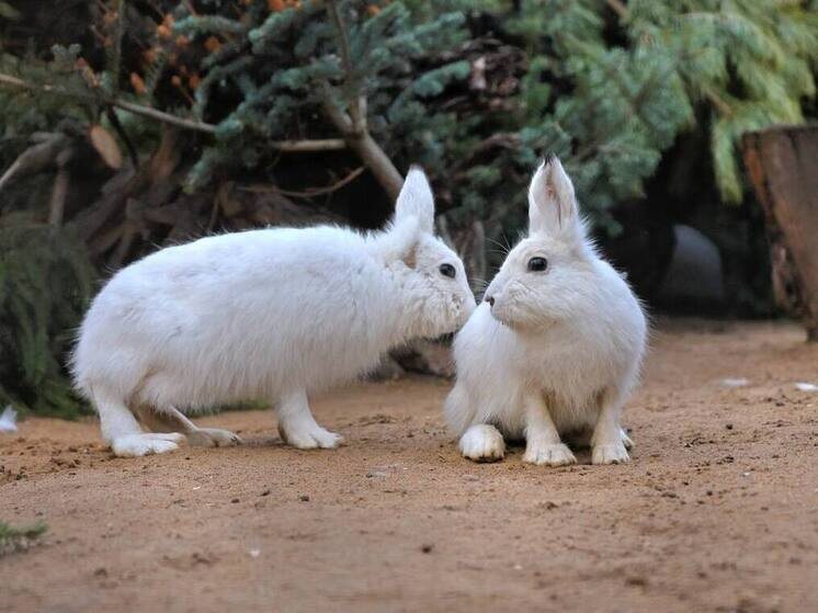     Заяц в дикой природе — не трусишка, а мастер выживания. Фото: пресс-служба Ленинградского зоопарка