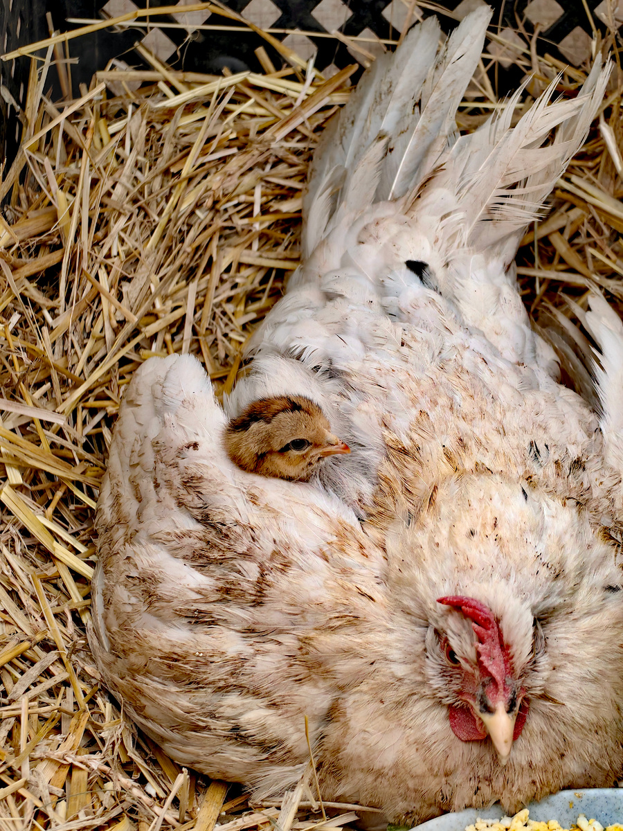 Мироше несколько дней. Уже понятно, что он один. 