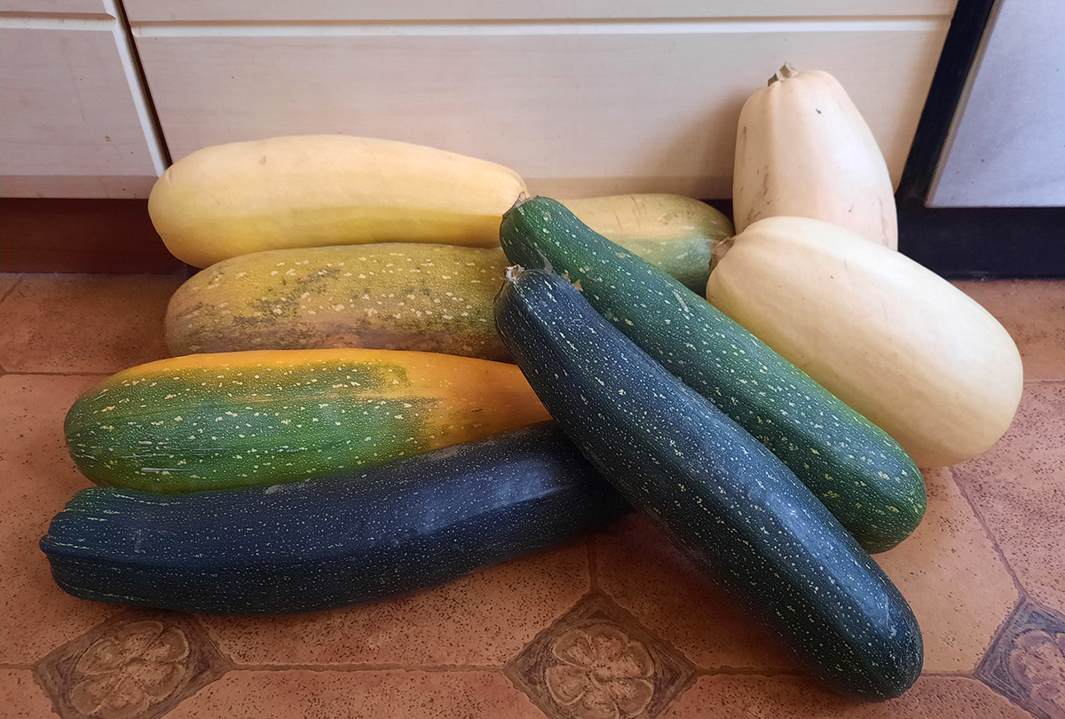 Часть урожая кабачков-2025 (не в заготовках), 11.10.2025 г.