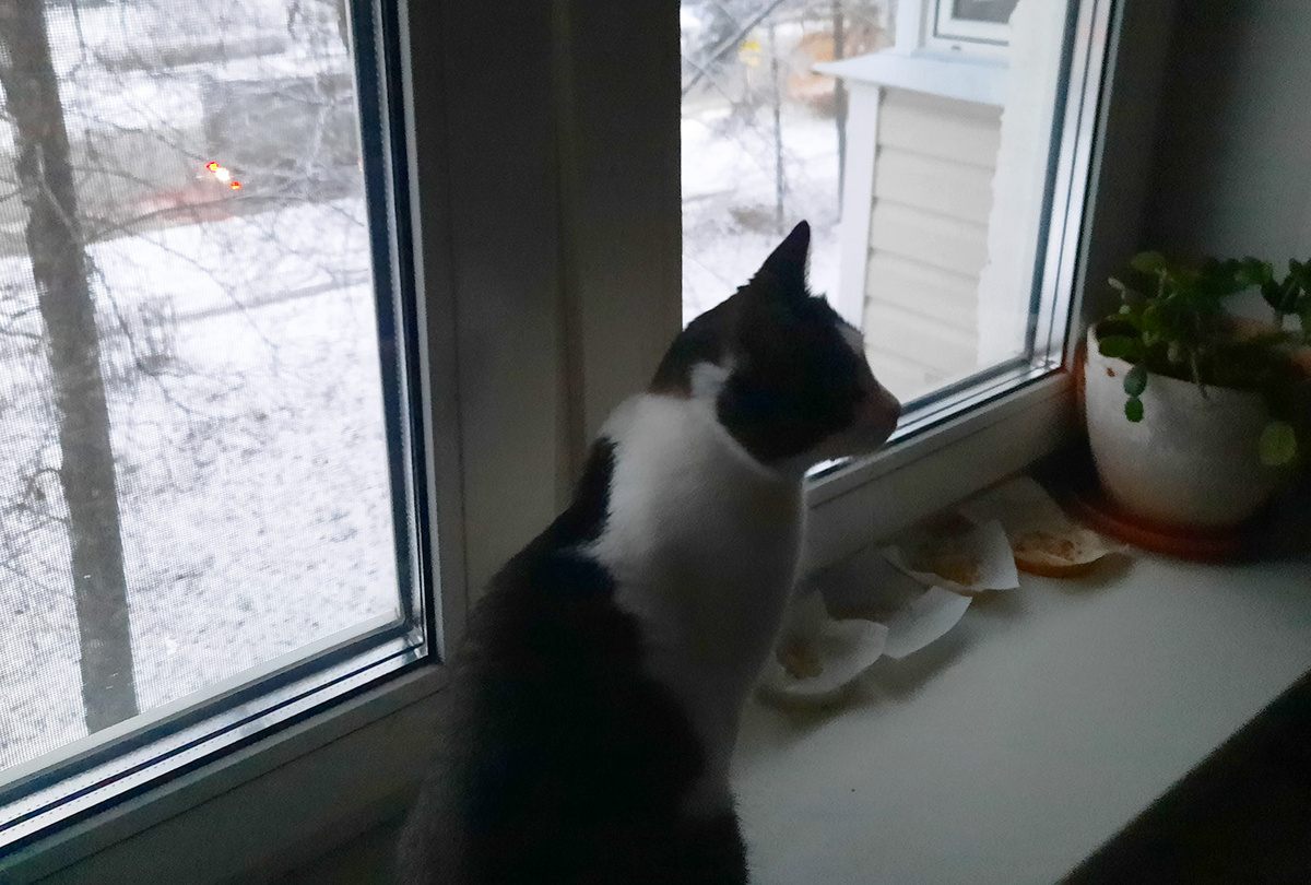 У главного инспектора всегда все под контролем, даже семена кабачков (11.01.2026 г.)