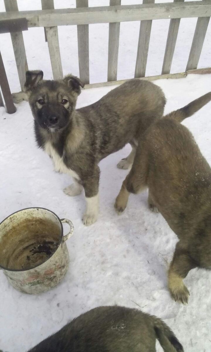 На фотографии изображены два щенка на заснеженной территории возле деревянного забора. Один из щенков (слева) стоит прямо и внимательно смотрит в камеру, будто изучает фотографа. У него густая шерсть серо-коричневого окраса с белыми отметинами на лапах и груди. Уши полустоячие, морда тёмная, выражение любопытное и немного настороженное. Второй щенок (справа) отвернулся и, кажется, исследует землю или собирается поесть из большой эмалированной миски, стоящей на снегу.
Миска:
эмалированная, с цветочным узором;
выглядит немного изношенной, с остатками пищи на дне;
расположена прямо на снегу, что типично для содержания собак на улице.
Обстановка:
заснеженная земля, что указывает на зимний сезон;
деревянный забор на заднем плане создаёт ощущение частного двора или сельской местности;
нет признаков городской среды — скорее всего, это дача или частный дом.
Возраст щенков:
по размеру и пропорциям тела можно предположить, что щенкам около 3–5 месяцев.
они выглядят упитанными и активными, что говорит о хорошем здоровье.
Порода:
визуально щенки напоминают метисов с чертами лаек или овчарок: густая шерсть, крепкое телосложение, настороженный взгляд.
точная порода не определена, но явно присутствует примесь северных или рабочих пород.
история: Эти щенки родились на загородном участке и с самого рождения привыкли к жизни на свежем воздухе. Они очень любопытны, любят исследовать территорию и играть друг с другом. Хозяева кормят их дважды в день, и миска на фото — их «обеденный стол». Щенки быстро растут, учатся лаять на незнакомцев и уже проявляют охранные инстинкты. Зимой они не мёрзнут благодаря густой шерсти и активному образу жизни.