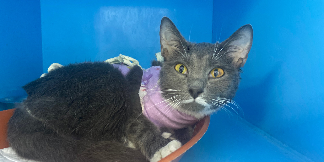 Услада... Еще одна из АДА... Нужен хозяин или куратор срочно...