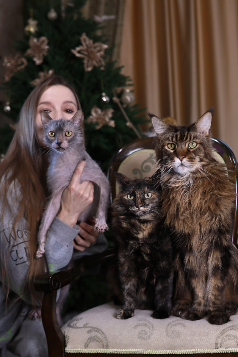 Снег, сказки, каток и... коты 😺