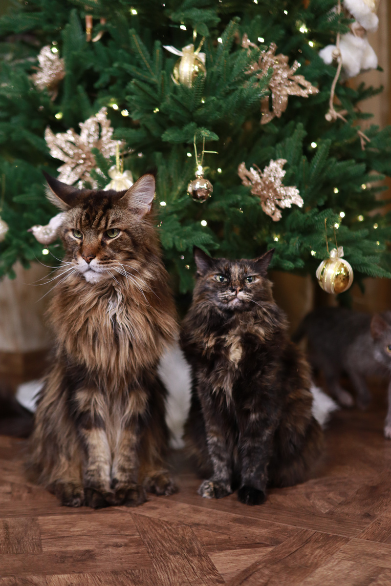 Мира и Лучик 😺