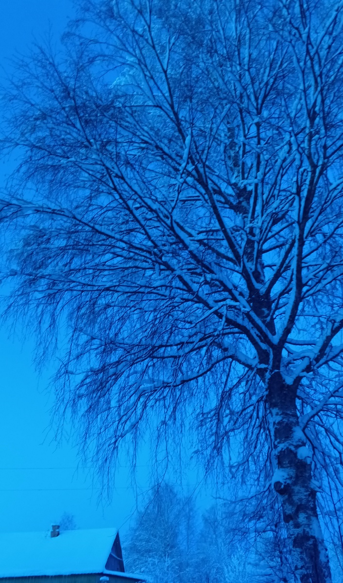 фото автора: когда-то мы сажали эту берёзу маленькой веточкой