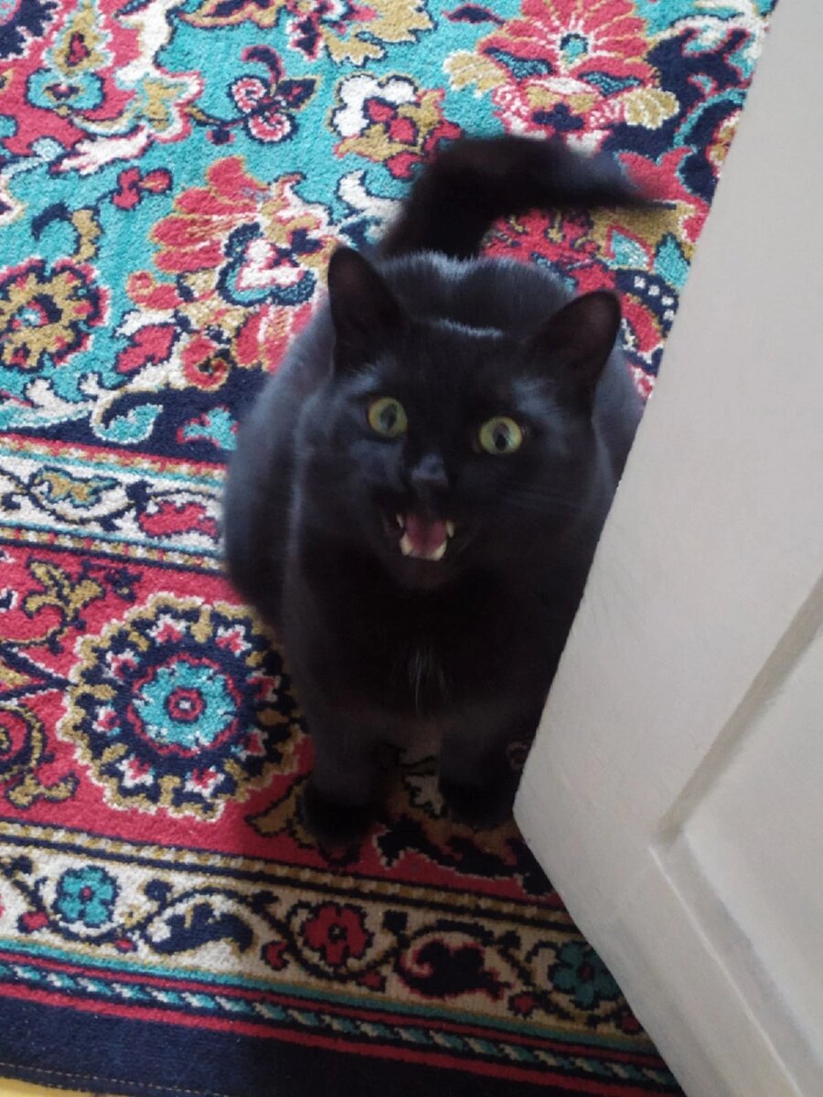 Мага любимый 