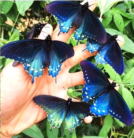 Бабочки на картинке-Синий  махаон (Парусник Маака)