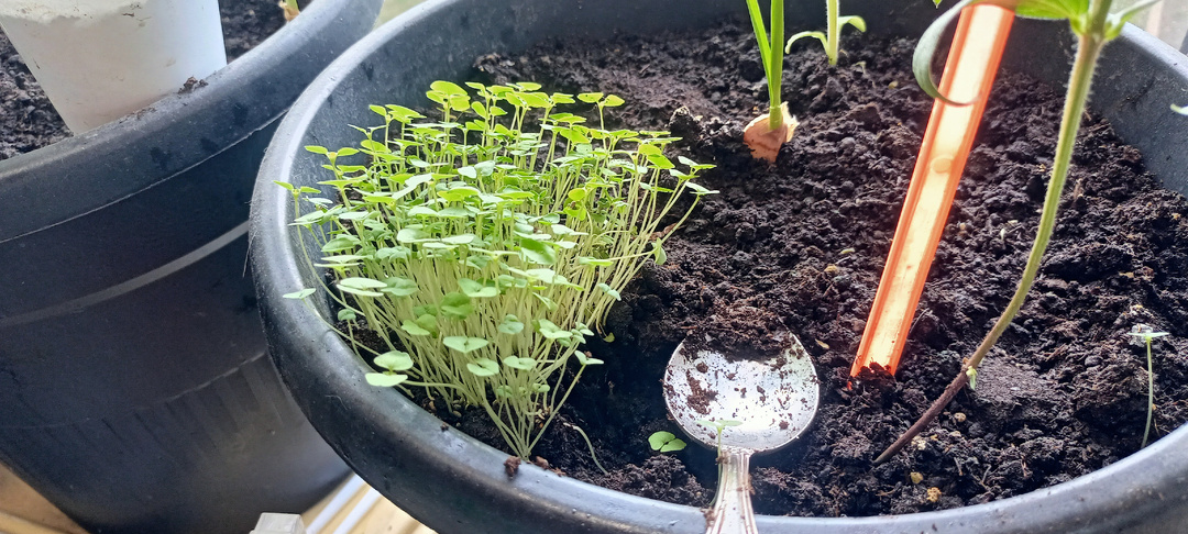 Наконец то рассадила чиа