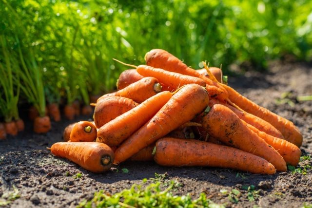 Какую морковь сажать в этом году? 12 самых надёжных сортов  📷
