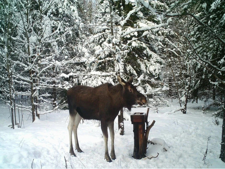     Фото: Минлесхоз Нижегородской области