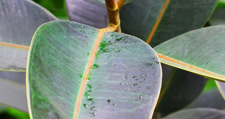 Какие растения выбрать для офиса?