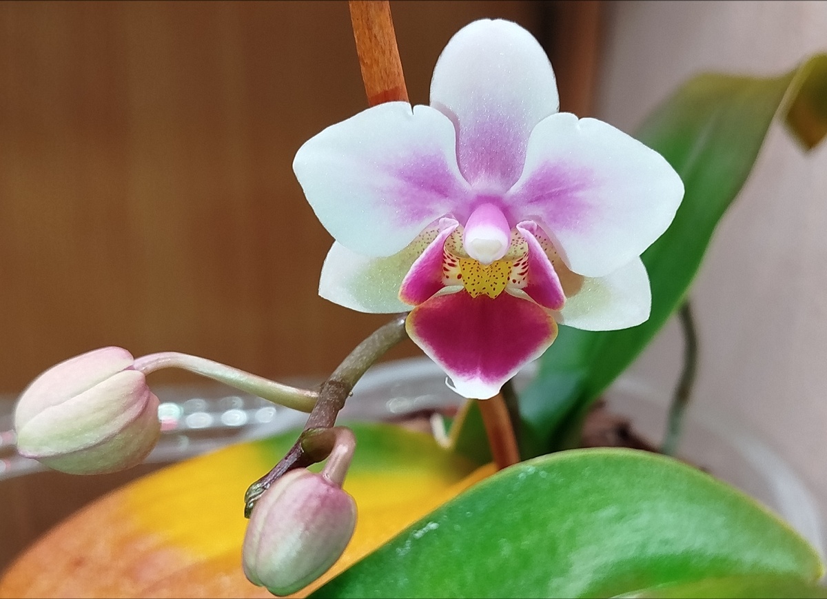 Орхидея фаленопсис Орхорадость