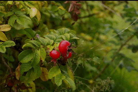 Растение с характером: в народе верили, что шиповник чувствует намерения человека и позволяет сорвать ягоды только доброму сердцу.