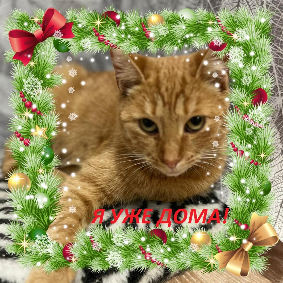 Рыжуля/Василиса с приветом из дома) 🏡