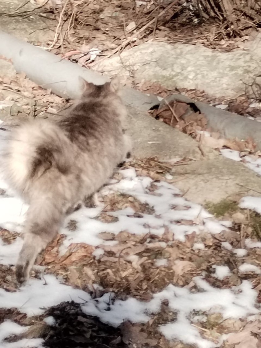 Коша Кольцехвостая 