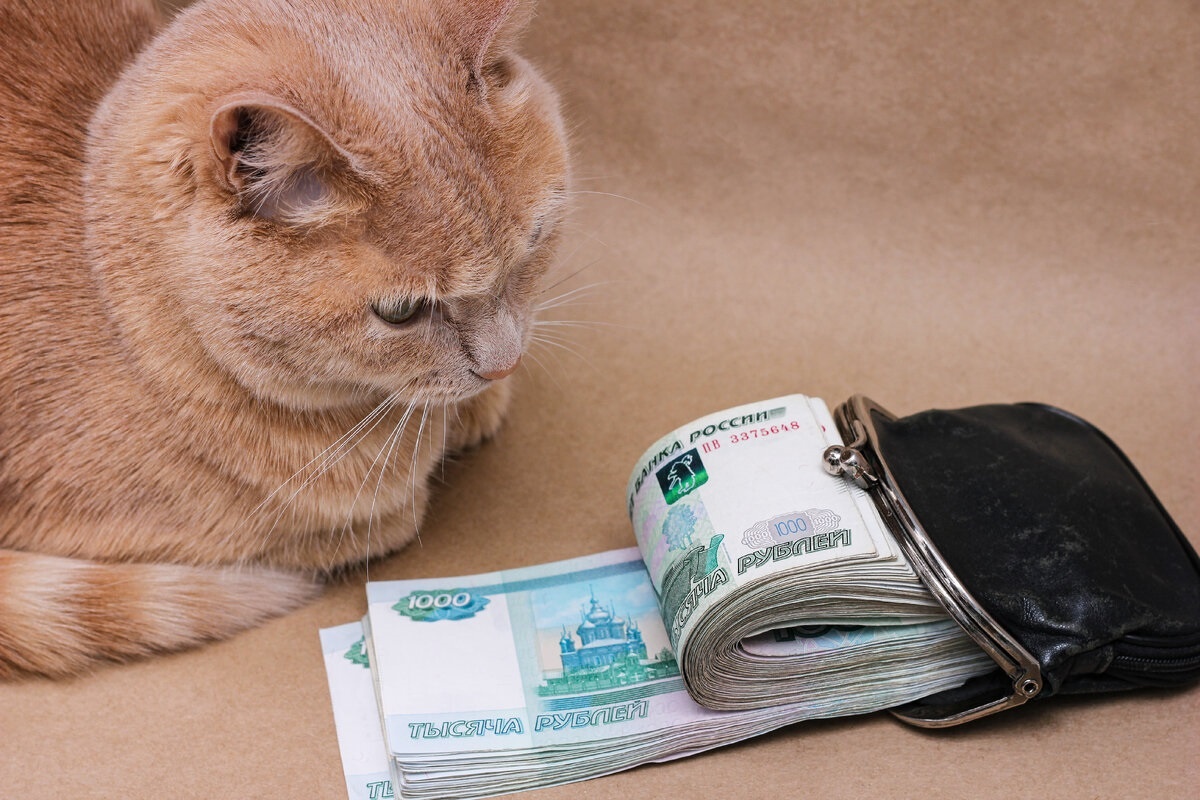 Фото с сайта: https://dzen.ru/a/ZaT8hVE73R0mLqsG