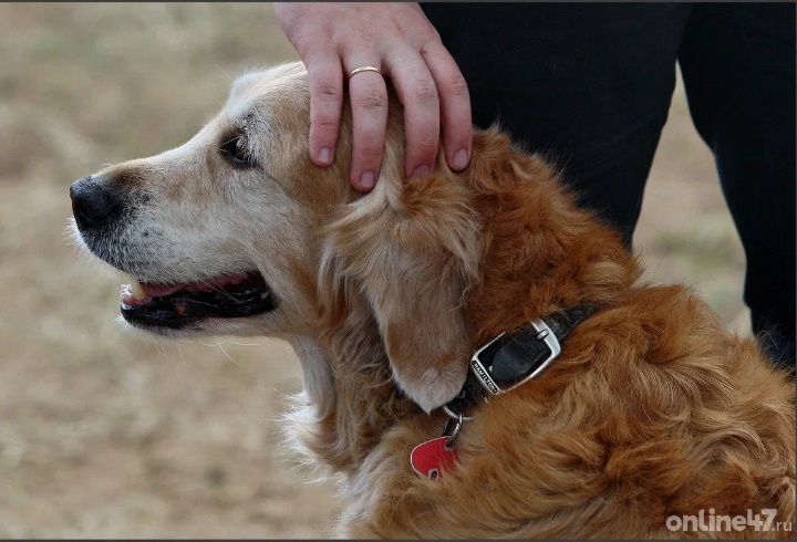 фото: Валентин Илюшин/Online47