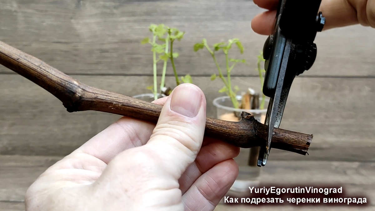 Правильная подрезка нижнего узла.