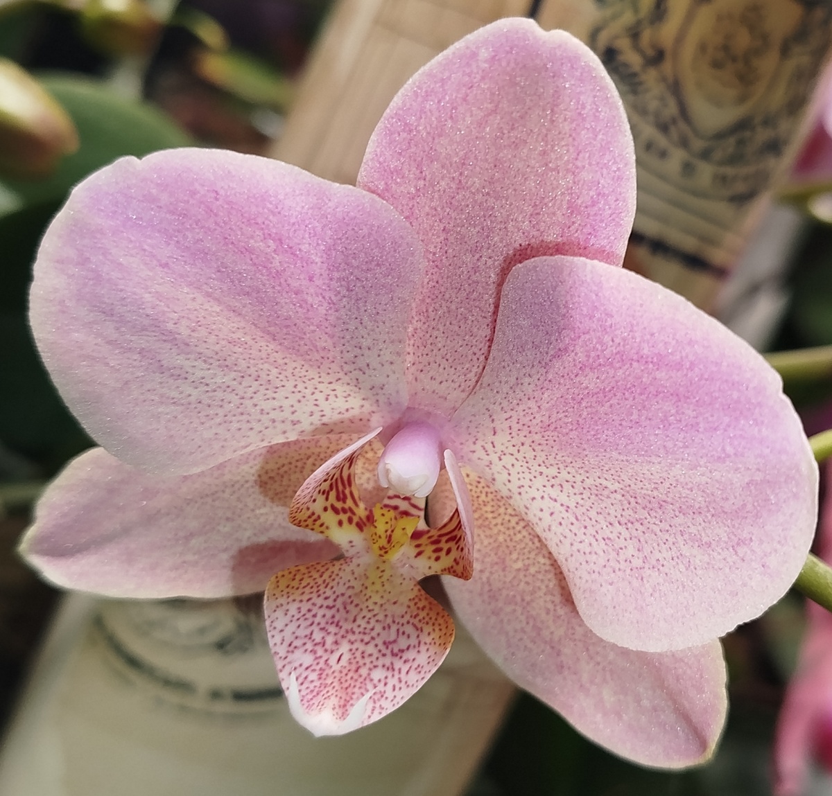 23 января 2025 фото орхидея фаленопсис Тревизо