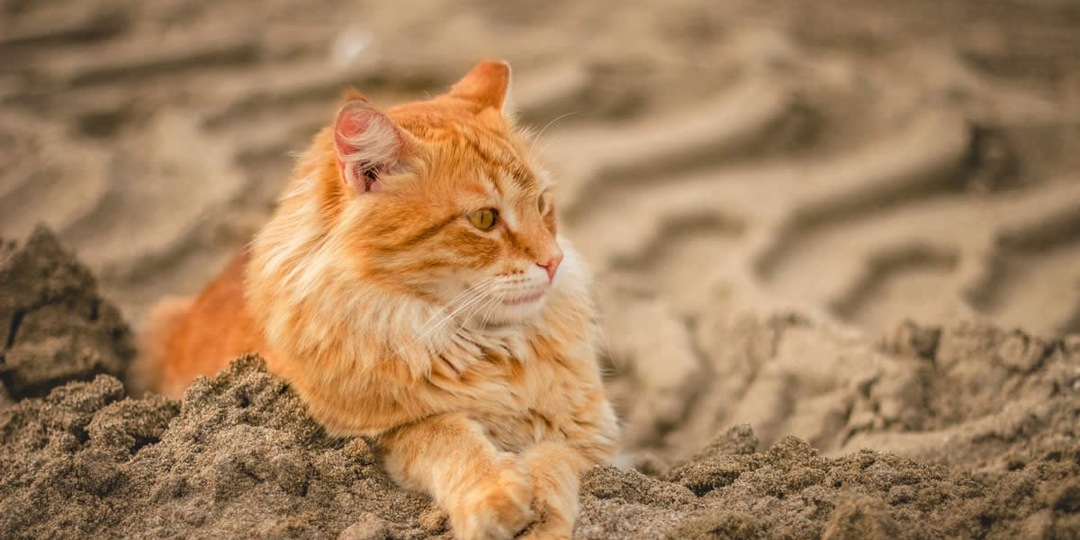 Как кошка «помнит» пустыню, хотя её предки 10 000 лет живут в домах?