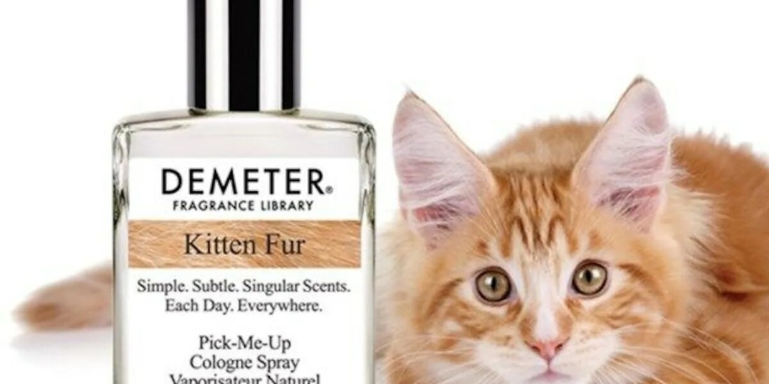 Как кошка «чувствует» разницу между вашим дезодорантом и парфюмом — и почему один вызывает агрессию, а другой — сонливость?