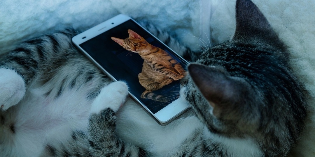 Почему кошка лижет экран телефона — после того как вы смотрели видео с птицами?
