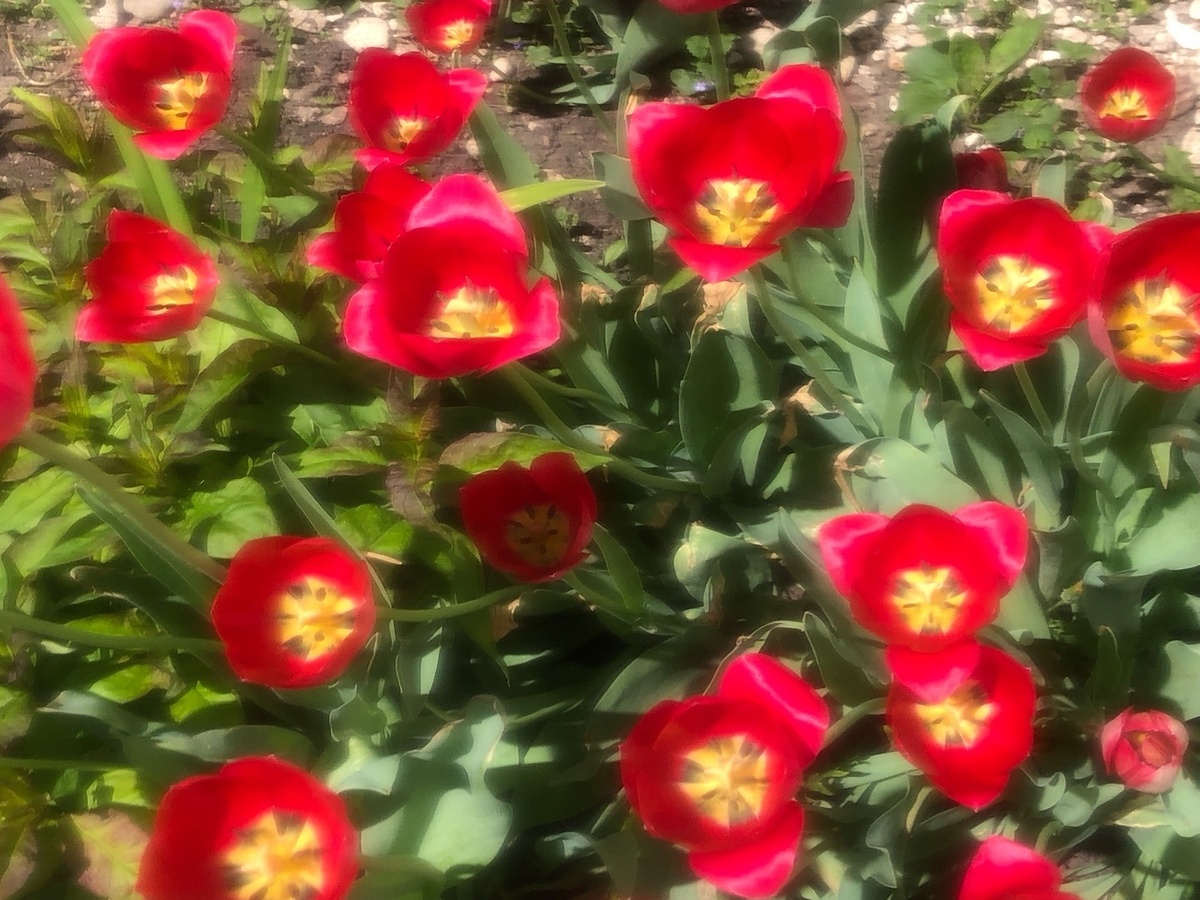     Өшкөрөү килештеме, әллә дауалаумы?