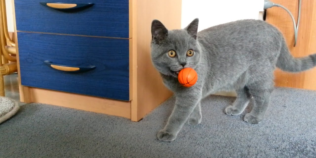 😺В какие игры поиграть с кошкой, чтобы ей было интересно и полезно