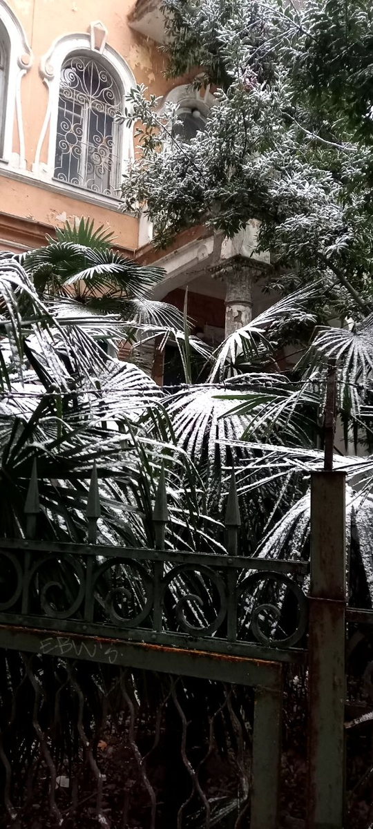 Эпично смотрелся снег на кипарисах, пальмах и юкках, контрастировал на солнце с синим морем, но как это потом скажется на растениях – большой вопрос. Надеюсь, справятся.
