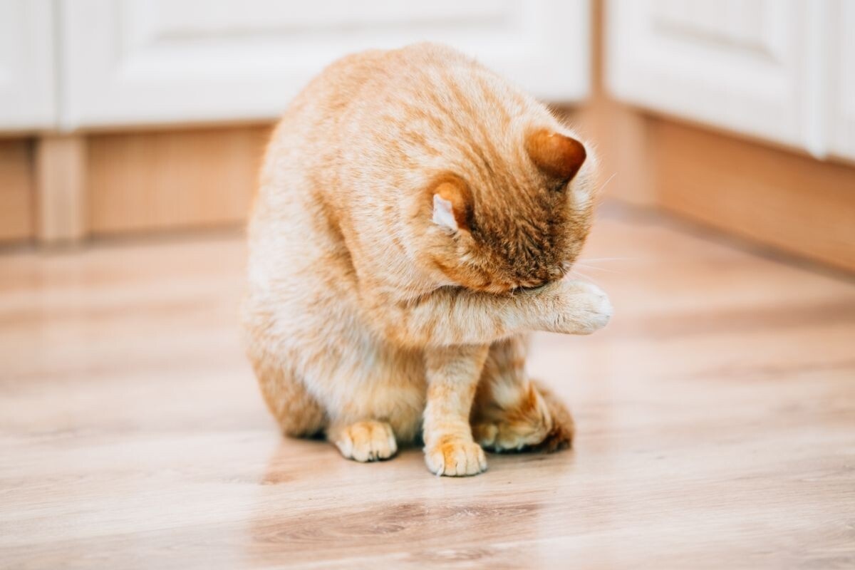 Фото с сайта: https://dzen.ru/a/Zp5jj2zF107C-dzm