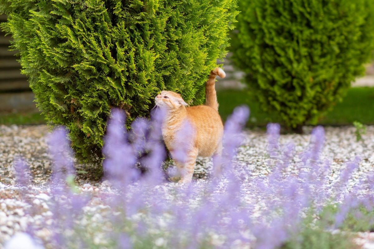 Фото с сайта: https://oekologisch-erfolgreich.de/katzenfreundlicher-garten-nachhaltige-tipps/