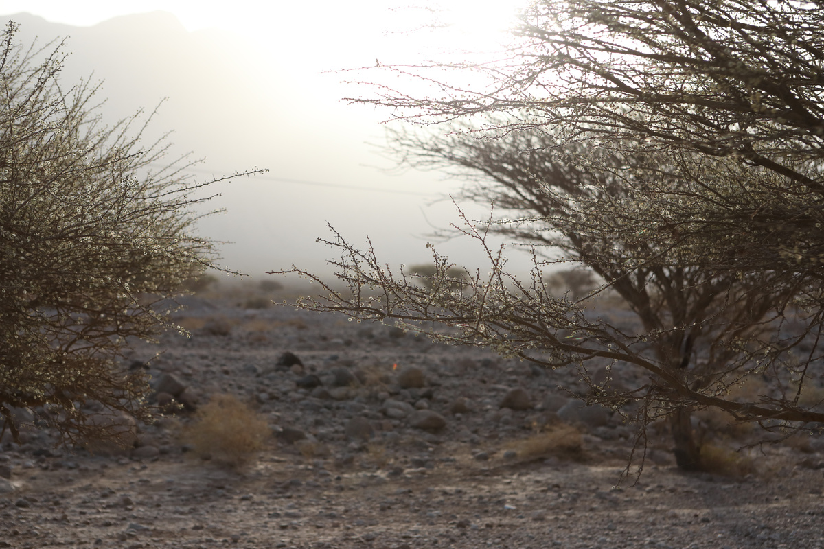 В этих милых соцветиях-колючках были у нас подошвы сланцев и наш футпринт